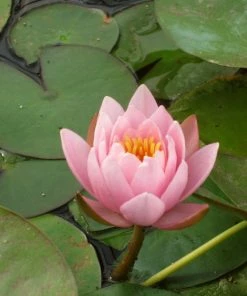 Roots Plants Large Water Lily | Nymphaea Marliacea 'Rosea' | 3L Pot 4 Roots Plants Large Water Lily | Nymphaea Marliacea 'Rosea' | 3L Pot