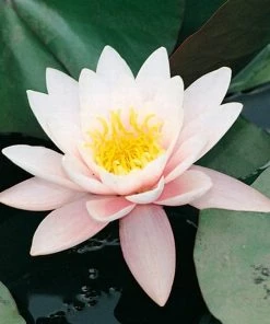 Roots Plants Large Water Lily | Nymphaea Marliacea 'Rosea' | 3L Pot 5 Roots Plants Large Water Lily | Nymphaea Marliacea 'Rosea' | 3L Pot
