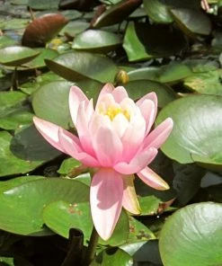 Roots Plants Fragrant Water Lily | Nymphaea Odorata 'Firecrest' | 3L Pot 4 Roots Plants Fragrant Water Lily | Nymphaea Odorata 'Firecrest' | 3L Pot