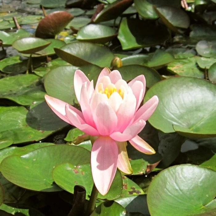 Roots Plants Fragrant Water Lily | Nymphaea Odorata 'Firecrest' | 3L Pot Roots Plants Fragrant Water Lily | Nymphaea Odorata 'Firecrest' | 3L Pot