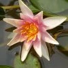 Roots Plants Fragrant Water Lily 'Sioux' | Nymphaea | 3L Pot
