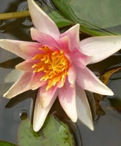 Roots Plants Fragrant Water Lily 'Sioux' | Nymphaea | 3L Pot