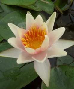 Roots Plants Fragrant Water Lily 'Sioux' | Nymphaea | 3L Pot