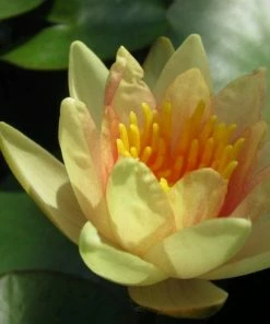 Roots Plants Fragrant Water Lily 'Sioux' | Nymphaea | 3L Pot