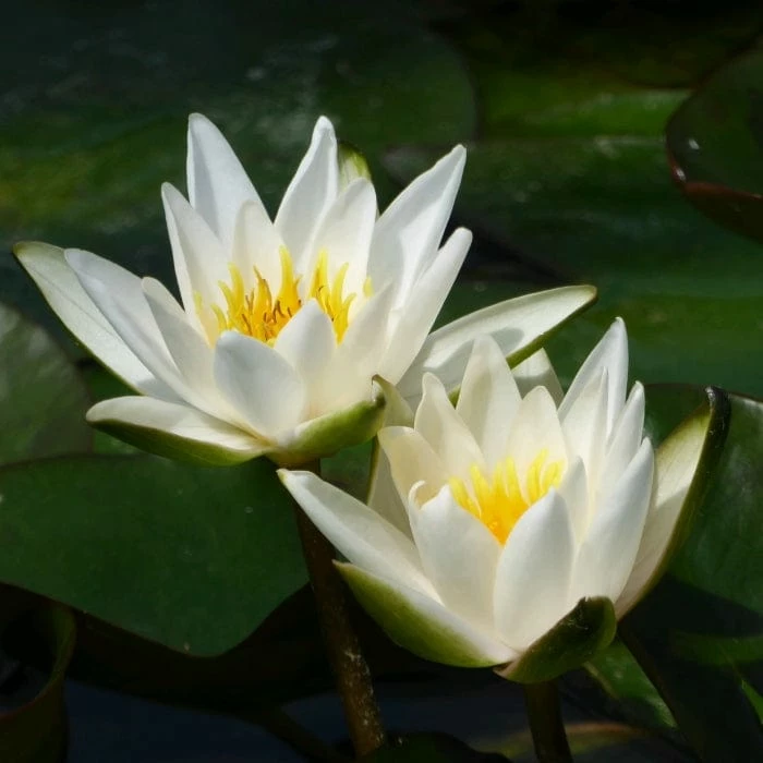 Roots Plants Dwarf Water Lily 'Snow Princess' | Nymphaea | 2L Pot Roots Plants Dwarf Water Lily 'Snow Princess' | Nymphaea | 2L Pot