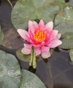Roots Plants Dwarf Water Lily 'Solfatare' | Nymphaea | 3L Pot