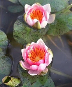 Roots Plants Dwarf Water Lily 'Solfatare' | Nymphaea | 3L Pot