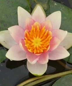 Roots Plants Dwarf Water Lily 'Solfatare' | Nymphaea | 3L Pot