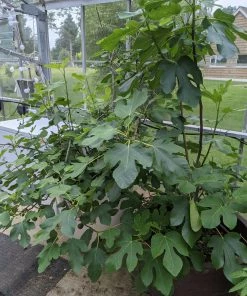 Roots Plants Brown Turkey Fig Tree Fruits 6 Roots Plants Brown Turkey Fig Tree Fruits