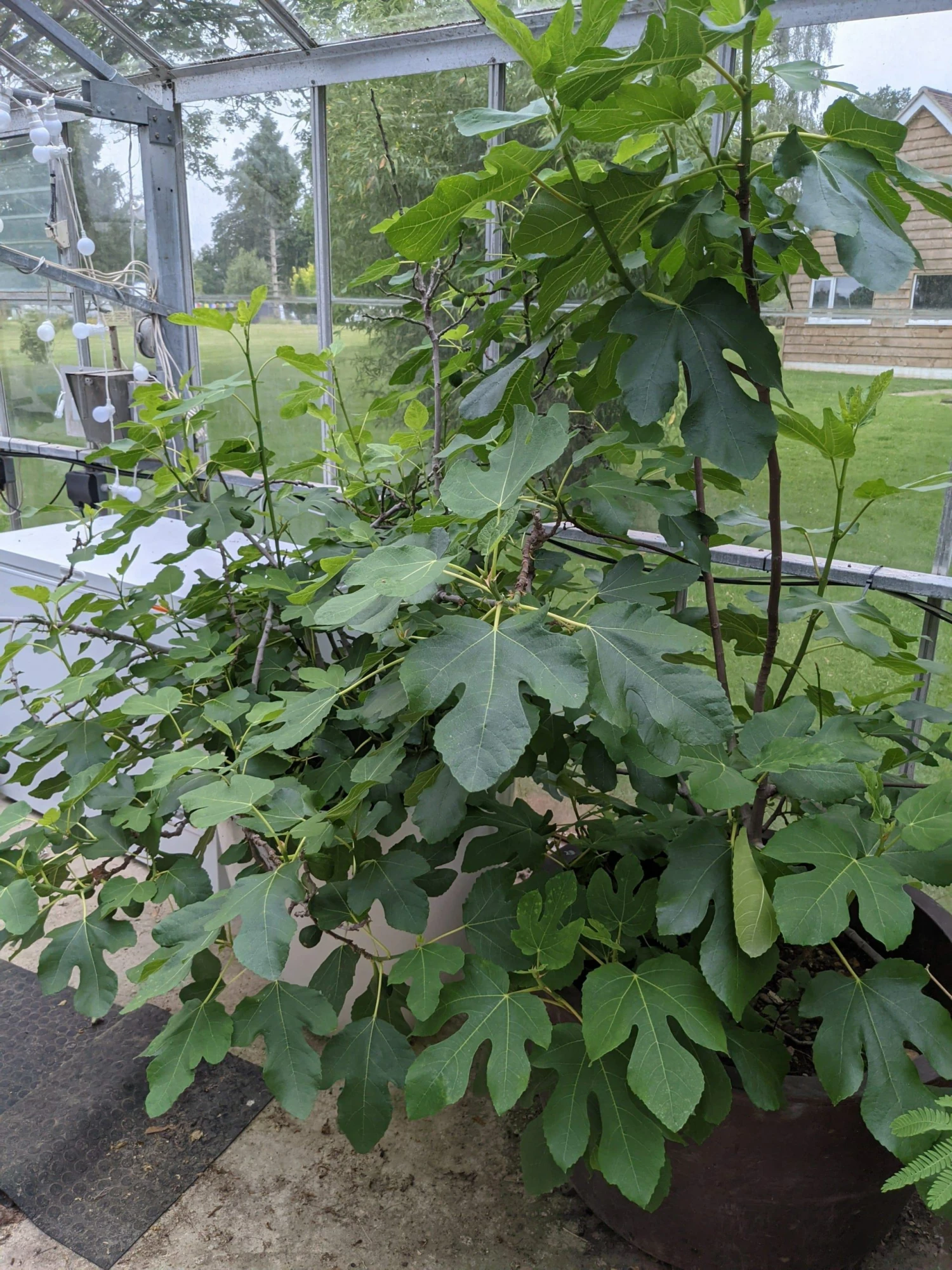 Roots Plants Brown Turkey Fig Tree Fruits Roots Plants Brown Turkey Fig Tree Fruits