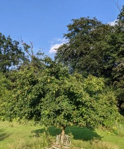Roots Plants Fruits Nottingham Medlar Tree 5 Roots Plants Fruits Nottingham Medlar Tree