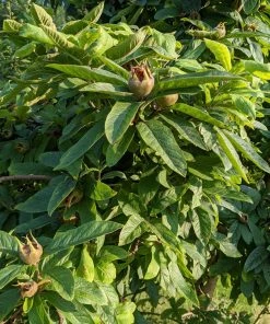 Roots Plants Fruits Nottingham Medlar Tree 4 Roots Plants Fruits Nottingham Medlar Tree