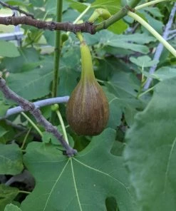 Roots Plants Brown Turkey Fig Tree Fruits 5 Roots Plants Brown Turkey Fig Tree Fruits