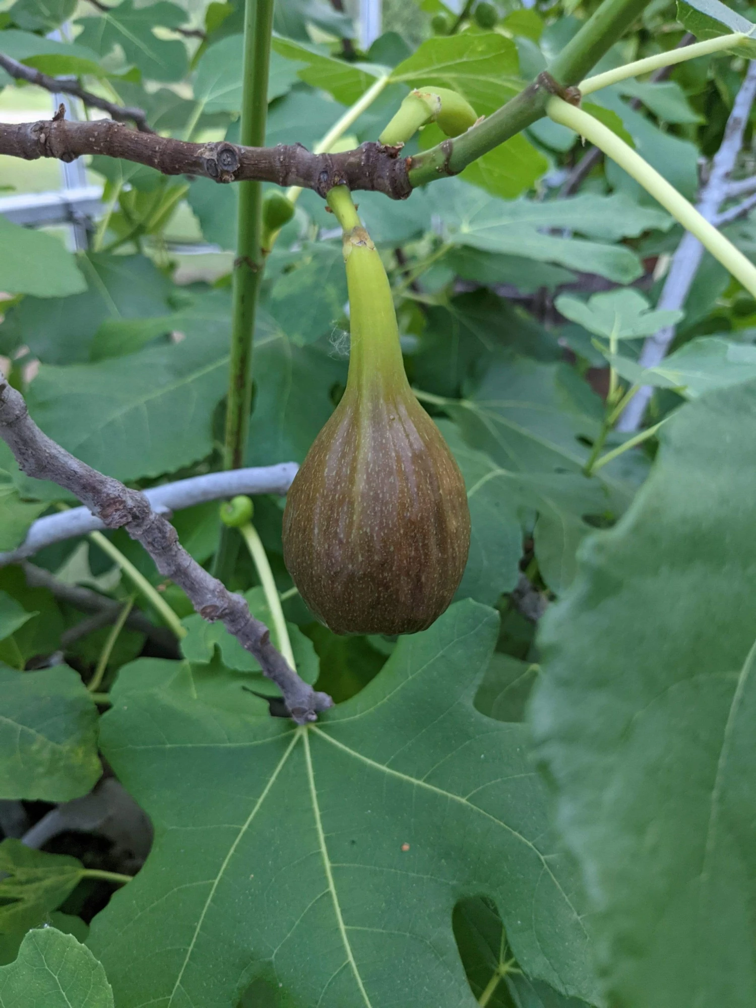 Roots Plants Brown Turkey Fig Tree Fruits Roots Plants Brown Turkey Fig Tree Fruits