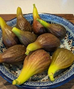 Roots Plants Brown Turkey Fig Tree Fruits 4 Roots Plants Brown Turkey Fig Tree Fruits