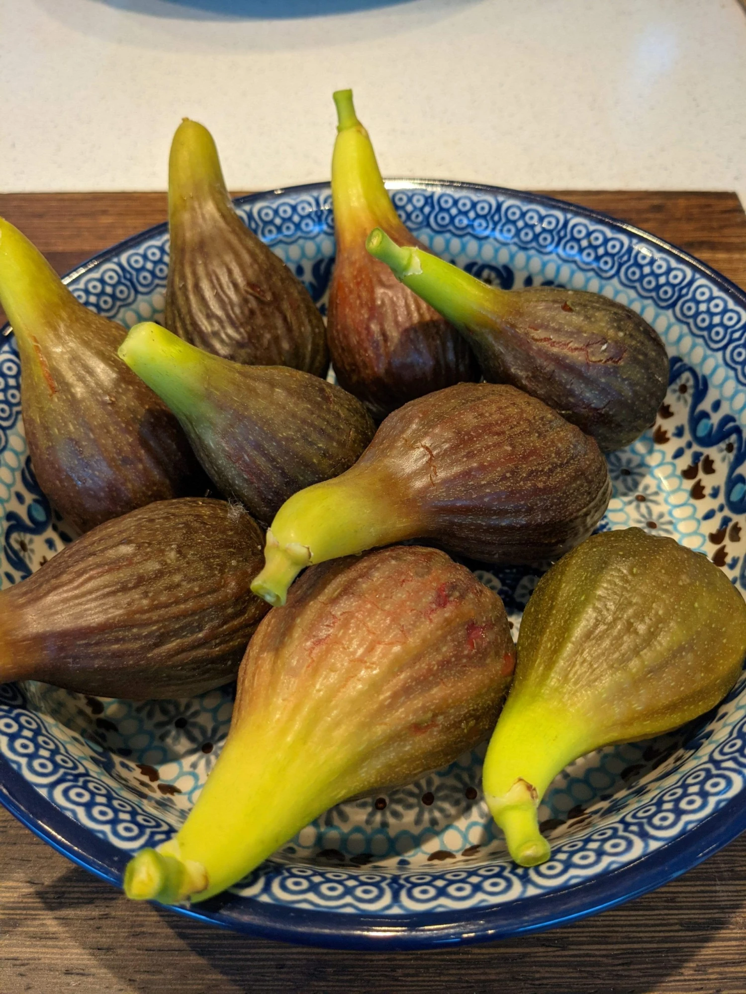 Roots Plants Brown Turkey Fig Tree Fruits Roots Plants Brown Turkey Fig Tree Fruits