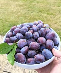 Roots Plants Fruits Victoria Plum Tree