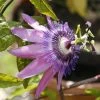 Roots Plants Other Climbing Plants Passiflora Amethyst Lavender Lady 3L 1 Roots Plants Other Climbing Plants Passiflora Amethyst Lavender Lady 3L