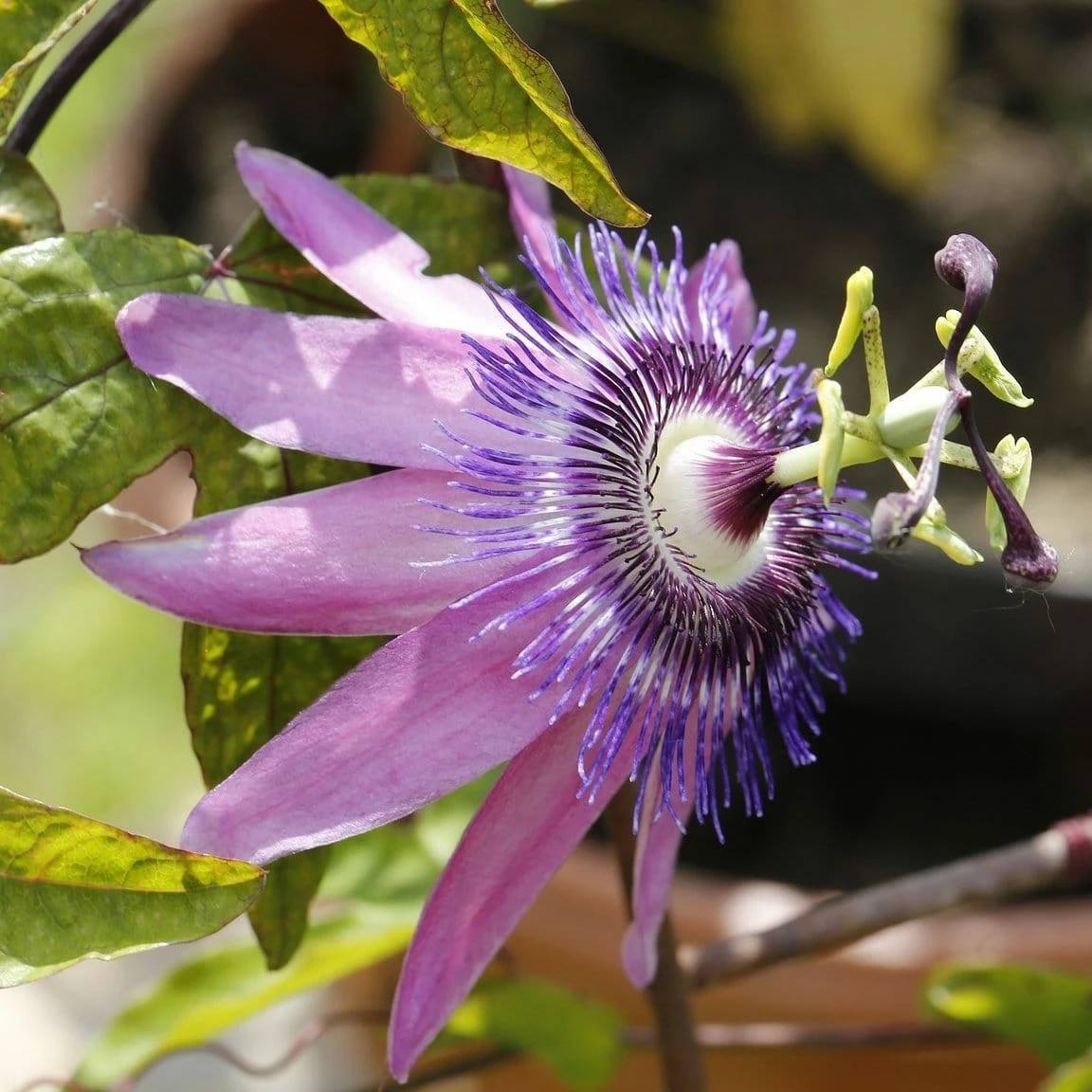 Roots Plants Other Climbing Plants Passiflora Amethyst Lavender Lady 3L Roots Plants Other Climbing Plants Passiflora Amethyst Lavender Lady 3L