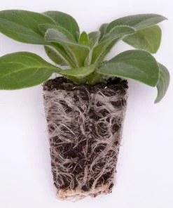 Roots Plants Petunia 'Raspberry Star' Jumbo Plug Plants