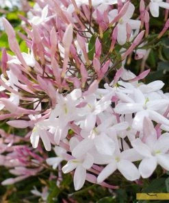 Roots Plants Jasmine 'Polyanthum' | Jasmine | On A 90cm Cane In A 3L Pot