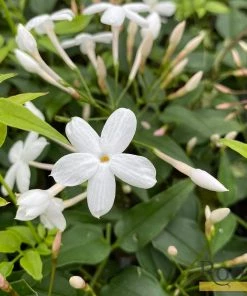 Roots Plants Jasmine 'Polyanthum' | Jasmine | On A 90cm Cane In A 3L Pot