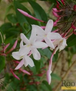 Roots Plants Jasmine 'Polyanthum' | Jasmine | On A 90cm Cane In A 3L Pot