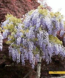Roots Plants Wisteria Sinensis 'Prolific' | On A 90cm Cane In A 3L Pot