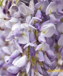 Roots Plants Wisteria Sinensis 'Prolific' | On A 90cm Cane In A 3L Pot