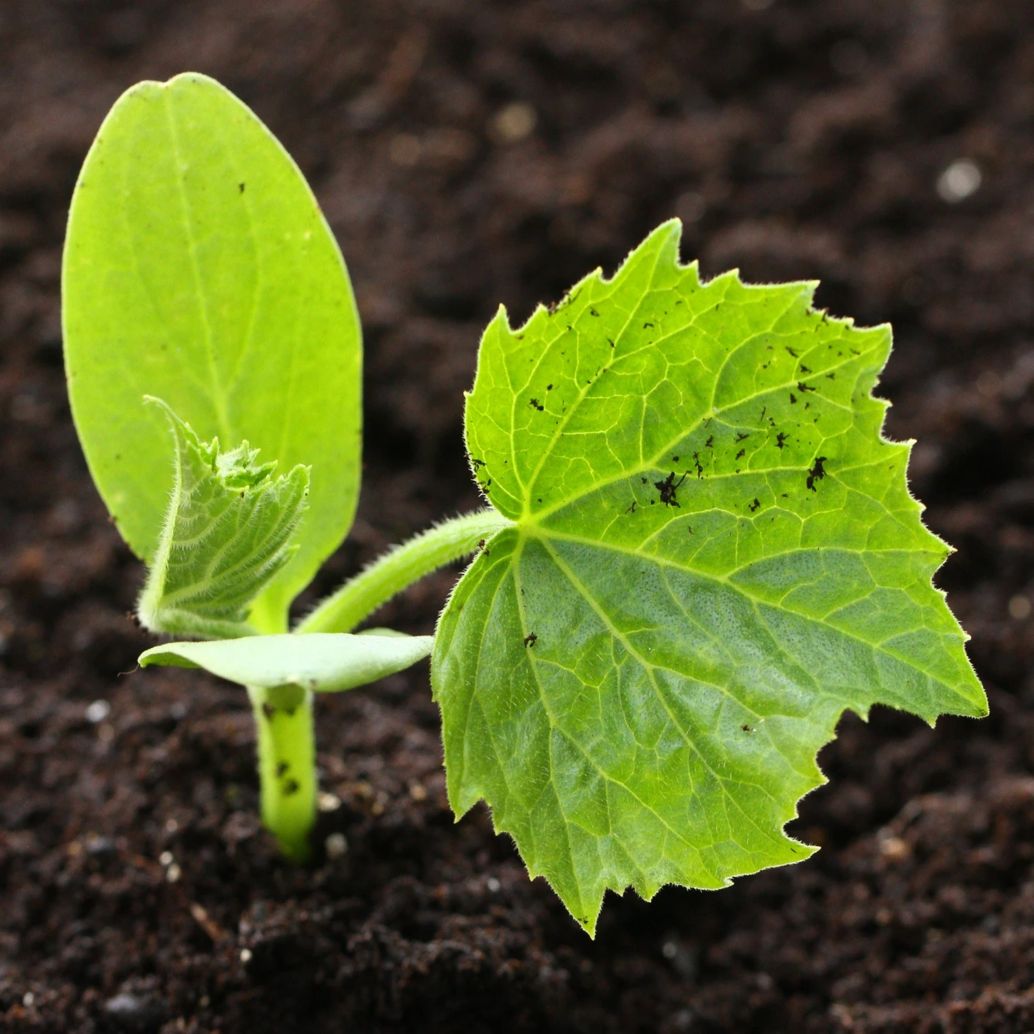Roots Plants Root Vegetables 3 Organic 'Musquee De Provence' Winter Squash Plants Roots Plants Root Vegetables 3 Organic 'Musquee De Provence' Winter Squash Plants