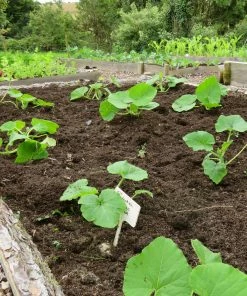 Roots Plants Root Vegetables 3 Organic 'Musquee De Provence' Winter Squash Plants 6 Roots Plants Root Vegetables 3 Organic 'Musquee De Provence' Winter Squash Plants