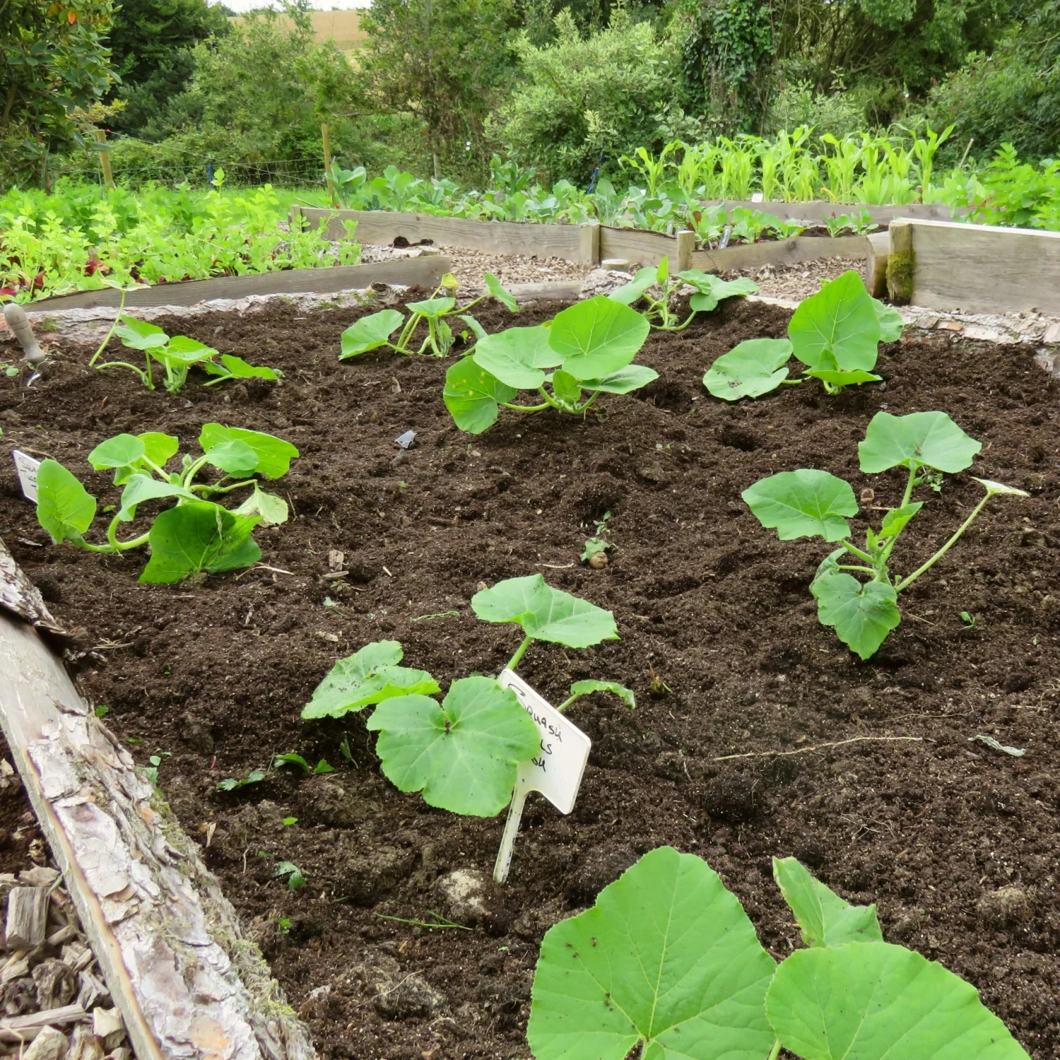 Roots Plants Root Vegetables 3 Organic 'Musquee De Provence' Winter Squash Plants Roots Plants Root Vegetables 3 Organic 'Musquee De Provence' Winter Squash Plants