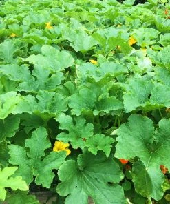 Roots Plants 3 Organic 'Uchiki Kuri' Winter Squash Plants Root Vegetables