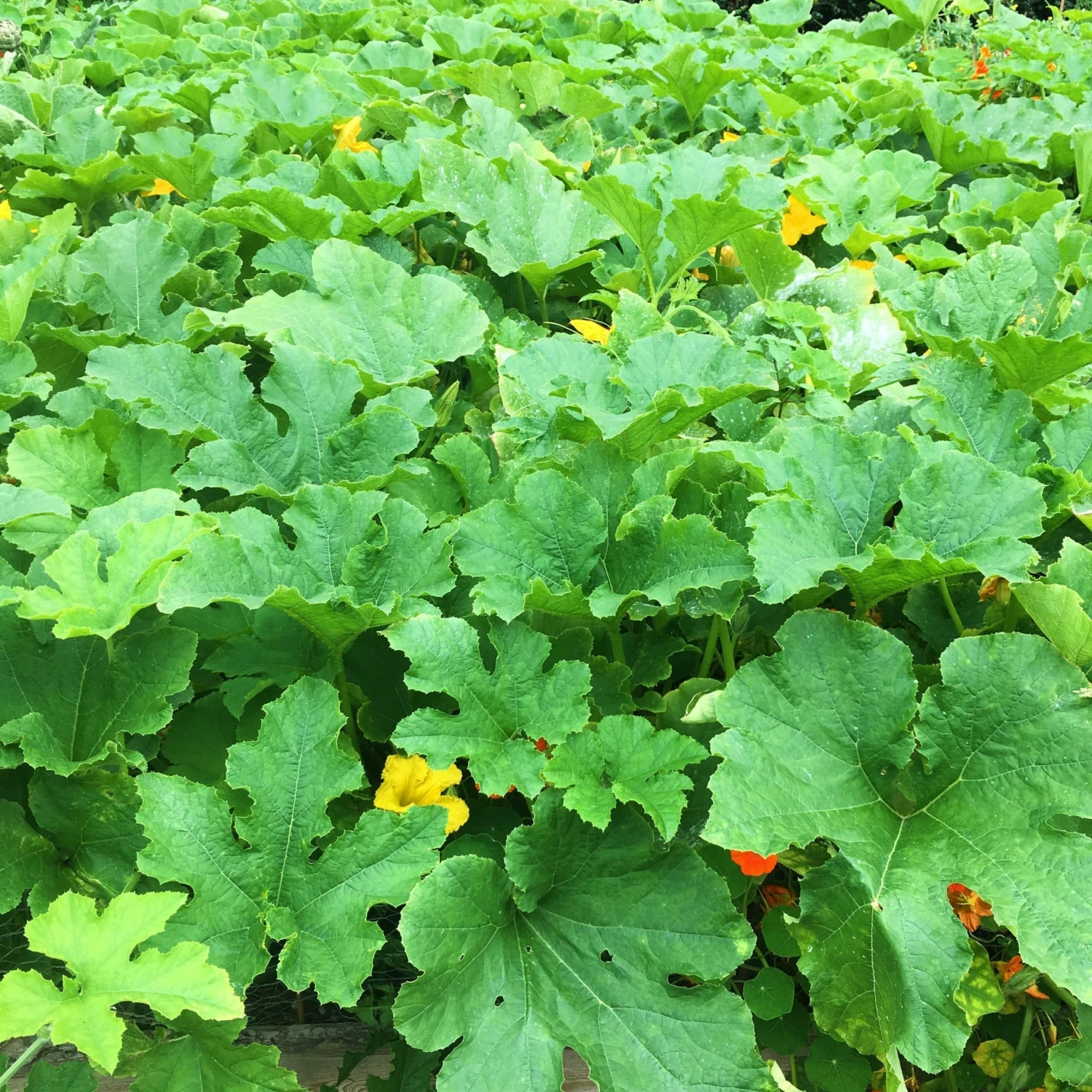 Roots Plants Root Vegetables 3 Organic 'Musquee De Provence' Winter Squash Plants Roots Plants Root Vegetables 3 Organic 'Musquee De Provence' Winter Squash Plants