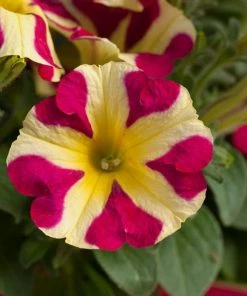 Roots Plants Petunias 20cm Petunia 'Queen Of Hearts' | 1L Pot 4 Roots Plants Petunias 20cm Petunia 'Queen Of Hearts' | 1L Pot