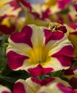 Roots Plants Petunias 20cm Petunia 'Queen Of Hearts' | 1L Pot