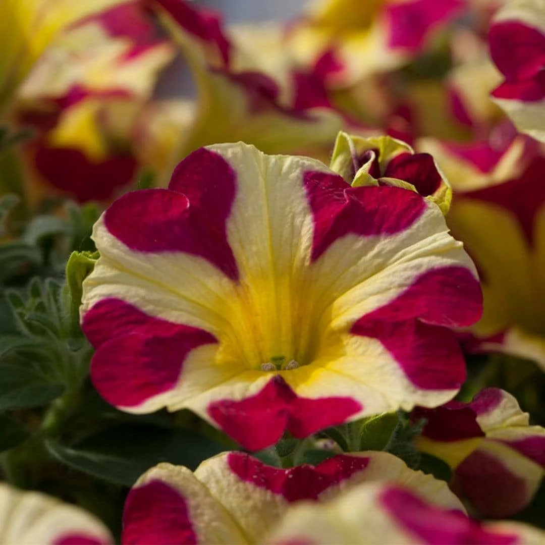 Roots Plants Petunias 20cm Petunia 'Queen Of Hearts' | 1L Pot Roots Plants Petunias 20cm Petunia 'Queen Of Hearts' | 1L Pot