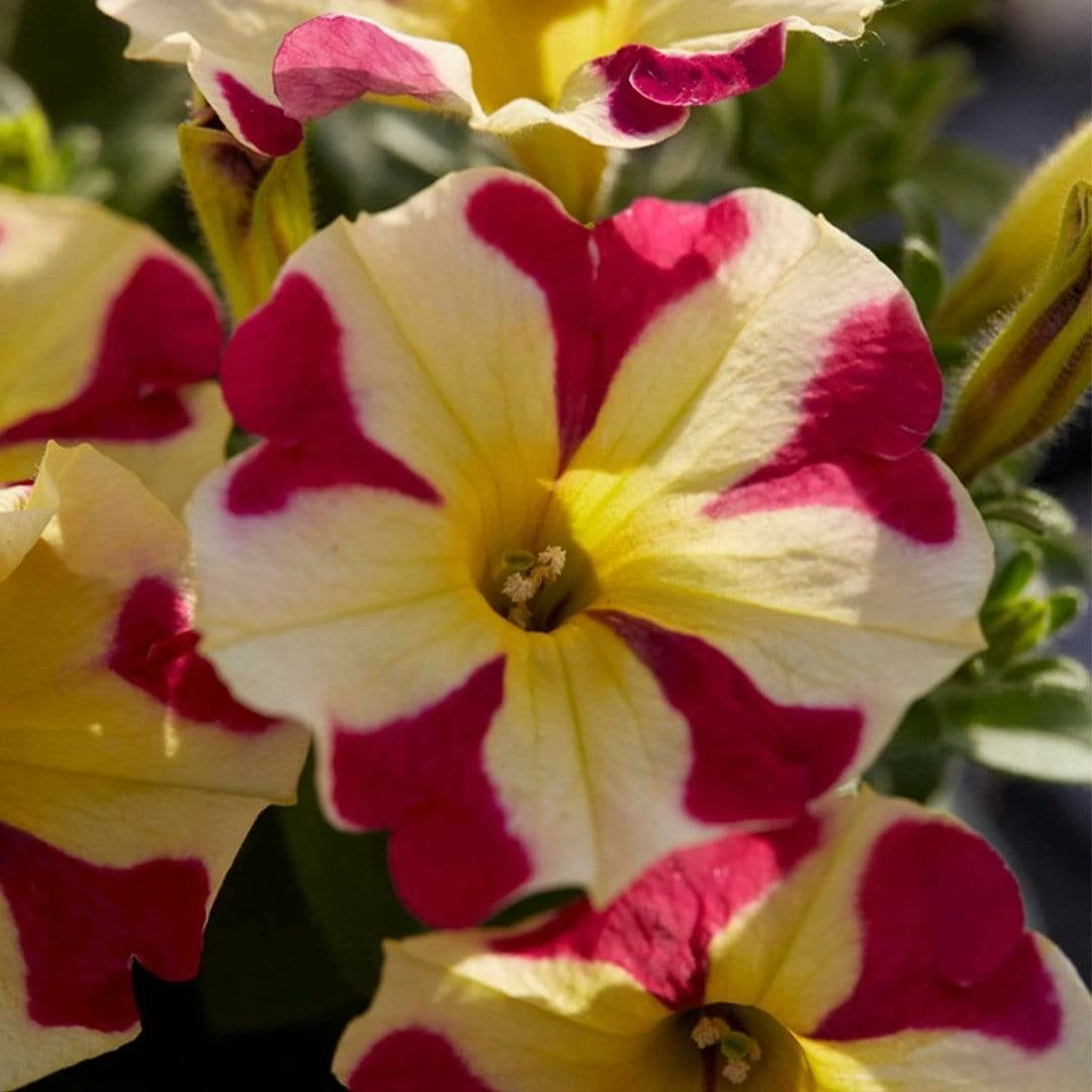 Roots Plants Petunias 20cm Petunia 'Queen Of Hearts' | 1L Pot Roots Plants Petunias 20cm Petunia 'Queen Of Hearts' | 1L Pot