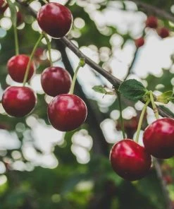 Roots Plants Fruits Cross-pollinating Cherry Collection | Kordia, Merchant & Regina