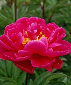 Roots Plants Peony 'Karl Rosenfield' | 3L Pot Perennials