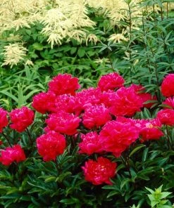 Roots Plants Peony 'Karl Rosenfield' | 3L Pot Perennials