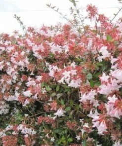 Roots Plants Abelia Grandiflora