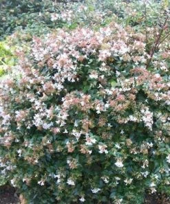 Roots Plants Abelia Grandiflora 4 Roots Plants Abelia Grandiflora