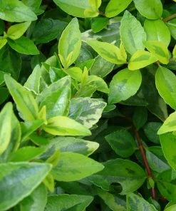 Roots Plants Abelia Grandiflora 5 Roots Plants Abelia Grandiflora