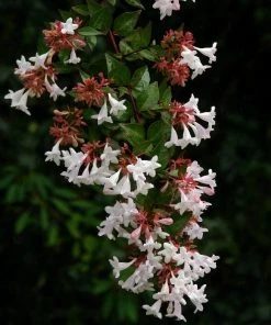 Roots Plants Abelia Grandiflora 6 Roots Plants Abelia Grandiflora