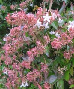 Roots Plants Abelia Grandiflora 7 Roots Plants Abelia Grandiflora