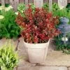 Roots Plants All Shrubs Berberis 'Admiration' | Japanese Barberry