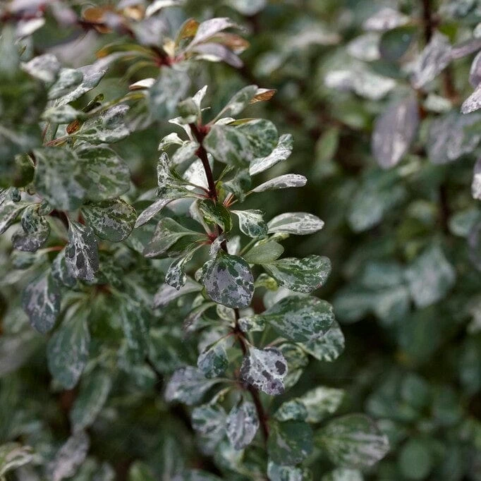 Roots Plants Berberis 'Harlequin' | Japanese Barberry Roots Plants Berberis 'Harlequin' | Japanese Barberry