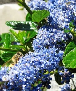 Roots Plants Ceanothus Southmead