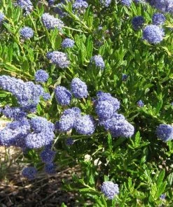Roots Plants Ceanothus Southmead